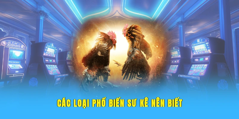 Các loại phổ biến sư kê nên biết