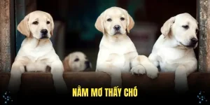 nằm mơ thấy chó